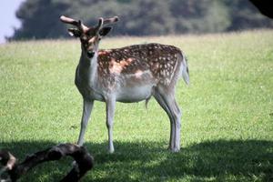 un primer plano de un gamo foto