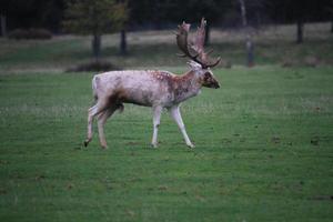 A view of a Fallow Deer in the countryside photo