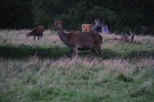 A close up of a Red Deer in the Countryside photo