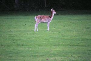 A close up of a Fallow Deer in the Countryside photo