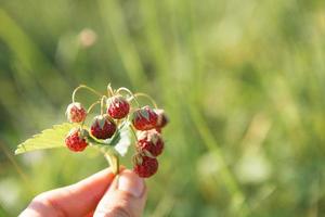 Fresh ripe red berries of wild forest strawberries on the branch behind the grass. Gifts of nature, summer vitamins, berry picking, harvest. photo