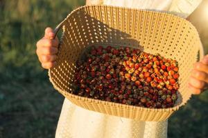 Fresh ripe red berries of wild forest strawberries in a basket behind the grass. Gifts of nature, summer vitamins, berry picking, harvest. photo