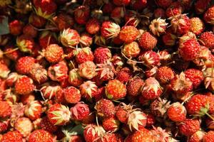 Fresh ripe red berries of wild strawberries close-up. Pattern of gifts of nature, summer vitamins, berry picking, harvest. photo