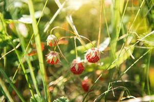 Fresh ripe red berries of wild forest strawberries on the branch behind the grass. Gifts of nature, summer vitamins, berry picking, harvest. photo