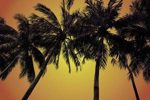 Silhouette of coconut tree photo