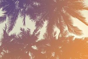 Silhouette of coconut tree - Vintage Tones