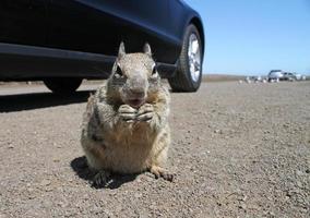 Cute squirrel near Highway 101 in California photo