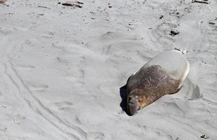 foca durmiendo en una playa de california foto