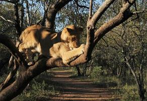 Lion devouring chicken in tree photo