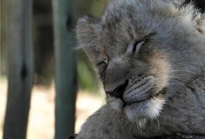 Sleeping lion cub, South Africa photo