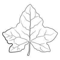 Drawing of leaf isolated on white. vector