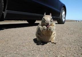 Cute squirrel near Highway 101 in California photo