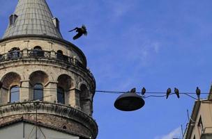 Birds in front of Galata Tower in Istanbul, Turkey photo