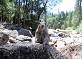 Cute and curious squirrel in Yosemite national park photo