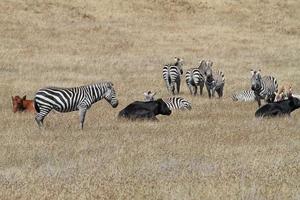 Wild zebras on a dry grass field in California photo