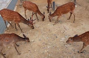 Deer eating food in a circle in Nara, Japan photo