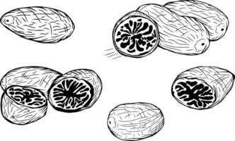 Set of hand drawn nutmeg, whole, half and slices. Isolated black on white elements for design vector