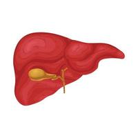 ciencia medicina Organo corazones cerebro estómago pulmones hígado ojos dibujos animados vector