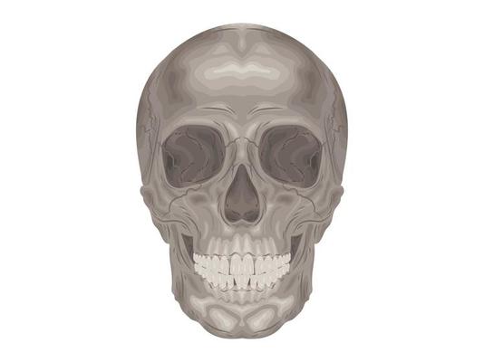 element calcium doctor therapy body science cartoon anatomy surgery biology bone skull skeleton flat