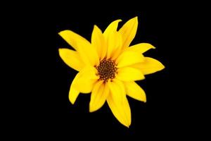 topinambur yellow flower Jerusalem artichoke on black background, beautiful backdrop photo