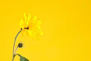 One yellow topinambur flower on yellow background, right copy space, single Jerusalem artichoke photo