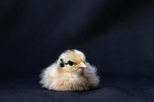 bebé mini pollito cochin sobre fondo de tela azul oscuro en luz de estudio. foto