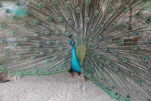 el pavo real macho se está moviendo y mostrando la cola de plumas para la hembra precock. foto