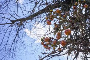 close up sala tree fruit at the branches. photo