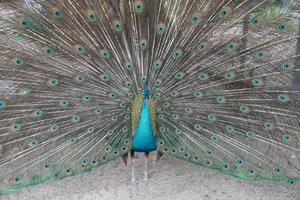 el pavo real macho se está moviendo y mostrando la cola de plumas para la hembra precock. foto