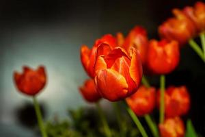 Orange tulip prominent and beautiful on a black background. photo