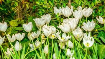 White tulip prominent and beautiful in the garden. photo