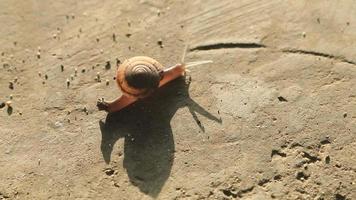 Snails walking or creeping in the nature of slime creatures on the cement floor that are abundant in the rainy and early winter seasons are devastating to farmers' crops and many crops. video