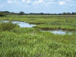 Wetland at Wheldrake Ings Nature Reserve in North Yorkshire, England photo