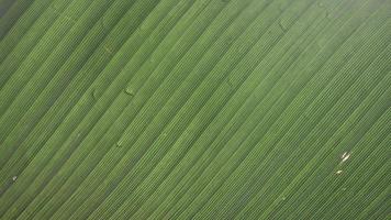 Nature Leaf Abstract Background photo