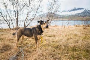 The Icelandic dog in the backyard of the house in countryside of Iceland. photo