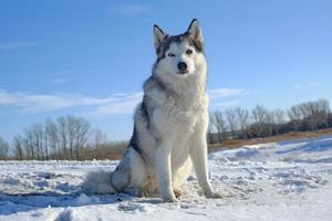 Siberian Husky dog sits on a hill in the snow against the blue sky. photo