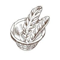 Vector hand drawn illustration of wicker basket with baguettes. Brown and white bread drawing isolated on white background. Sketch icon and bakery element for print, web, mobile and infographics.