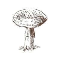 Outline Illustration of fly-agaricmushroom. Vintage drawing.  Eco  vintage vector illustration. Sketch illustration for print, web, mobile and infographics.