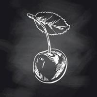 Vector cherry  hand drawn white sketch on black chalkboard. Isolated hand drawn cherries on black background. Summer fruit  illustration. Detailed vegetarian food. Great for label, poster, print