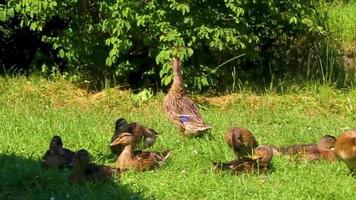 patos machos fêmeas na Alemanha de fundo natural de grama verde. video