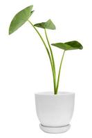 Green plants in white pots. Elephant Ear isolated on white background and cut clipping path. photo