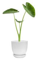 Green plants in white pots. Elephant Ear isolated on white background and cut clipping path. photo