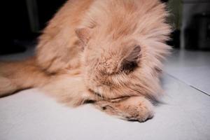 Precioso pequeño gatito persa rojo. foto