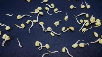 Bean Sprouts on black Background photo