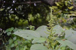 the flower of the green spinach plant that grows wild photo