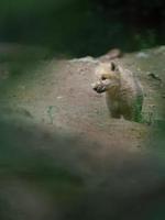 Arctic wolf in zoo photo