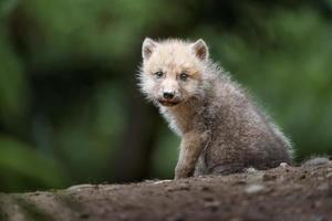 lobo ártico en el zoológico foto