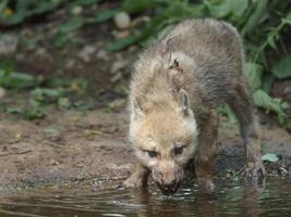 lobo ártico en el zoológico foto