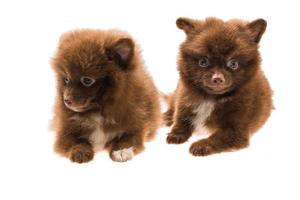 Pomeranian spitz puppy photo