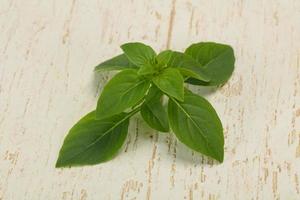 hojas de albahaca verde fresca - para cocinar foto